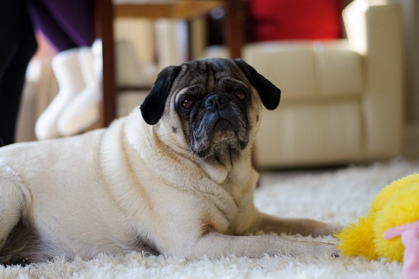 Pug dog on wedding day