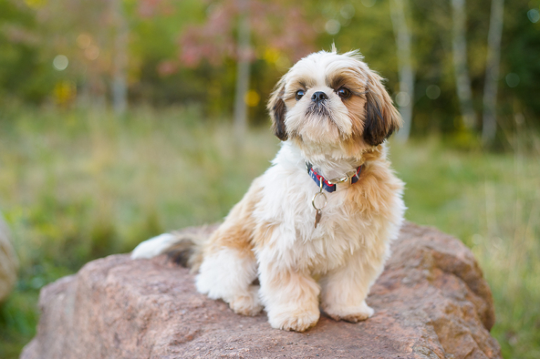 Charlie the Shih Tzu