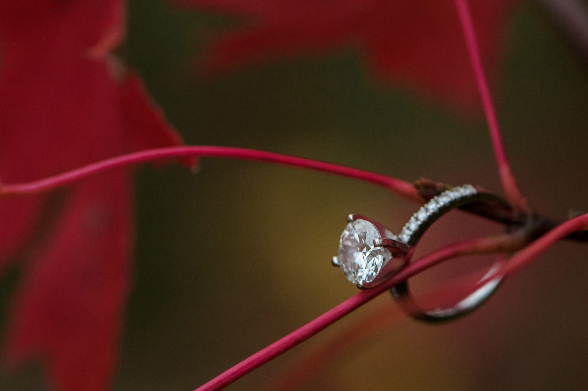 Engagement ring in trees