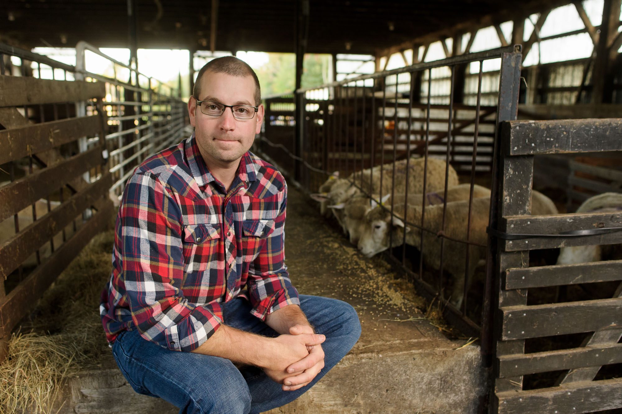 Farmer sitting in barn with sheeps